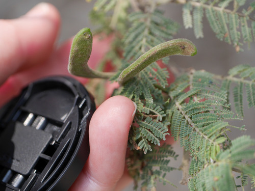 Viscote Negro (Acacia visco)