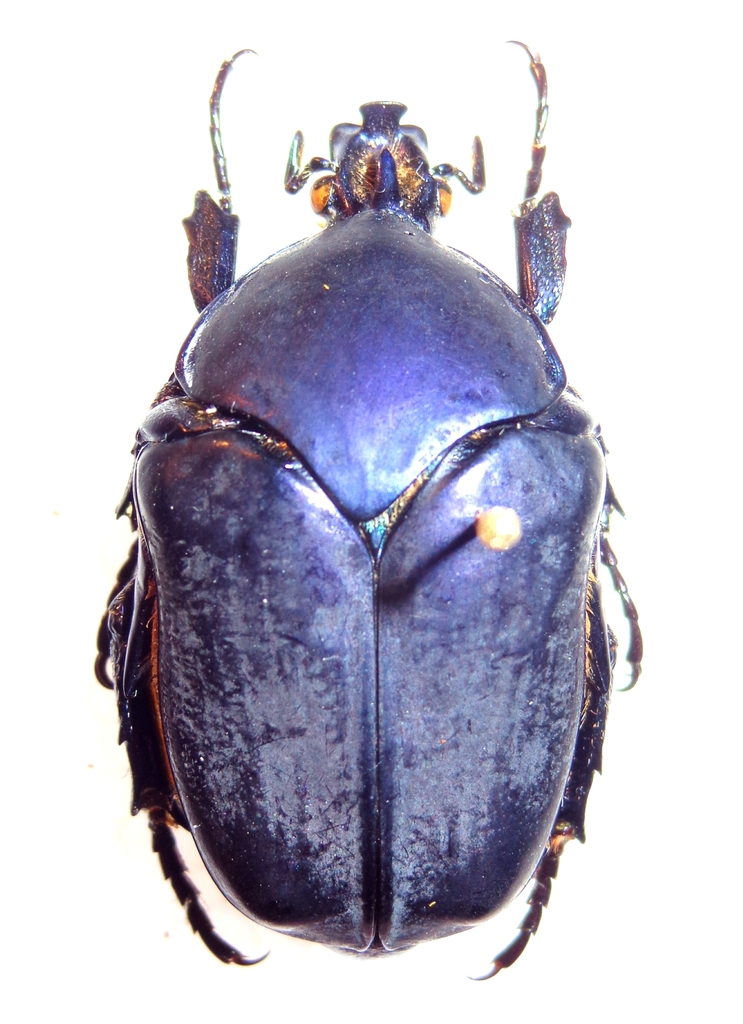 メキシコ産　テナガハナムグリ　25mm 000000000018-org.jpg?t=