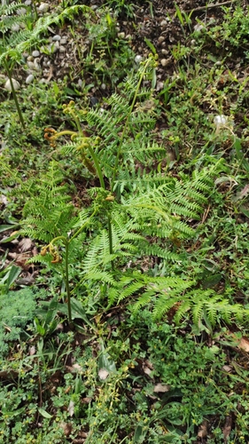 orličník (Pteridium)