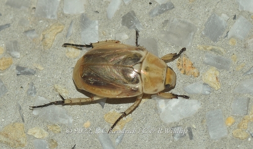 Anomala nigripes