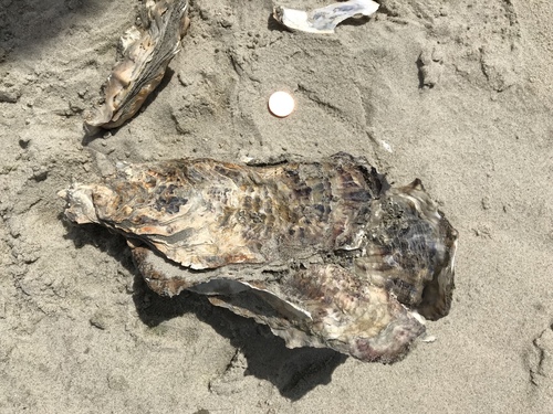 Pacific Oyster