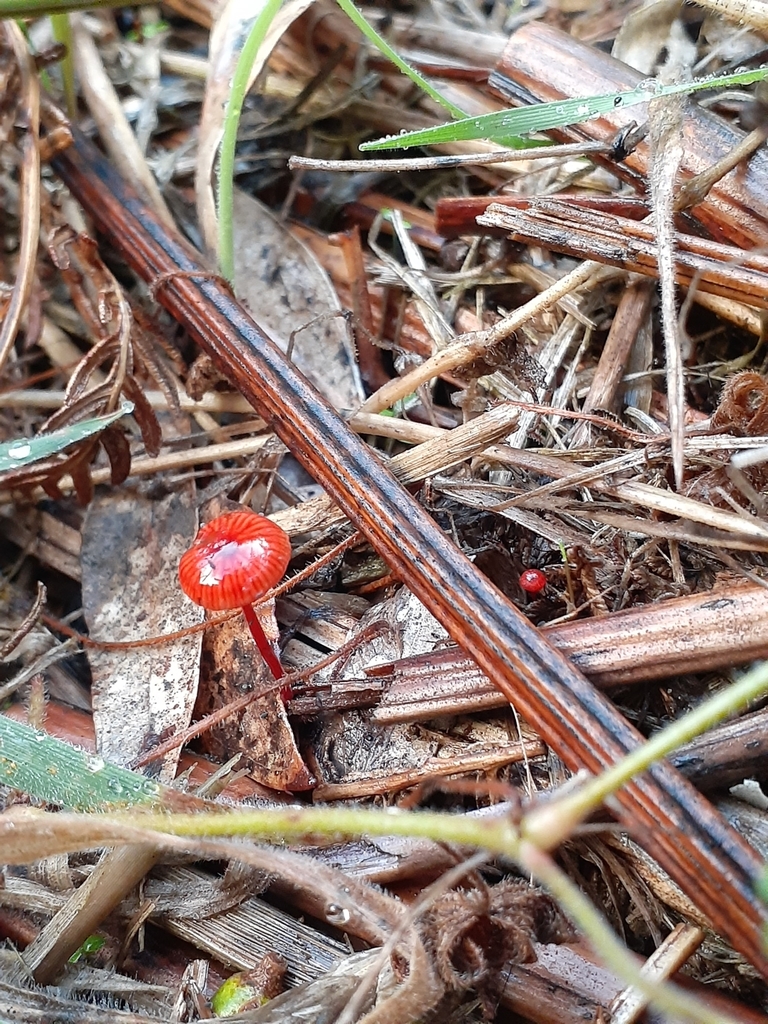 Ruby Bonnot ruby bonnet from Hay Flat SA 5204, Australia on May 4, 2022 at 05:12 PM ...