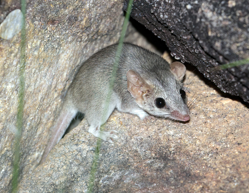 Sandstone False Antechinus (Pseudantechinus bilarni) — Near Threatened Mammalia