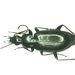 Agonum gracile - Photo (c) WPaill, all rights reserved, uploaded by WPaill