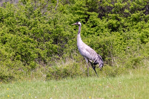 Sivi ždral (Grus grus)
