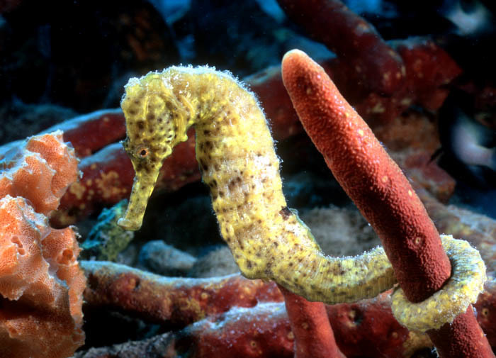 Longsnout cavalo-marinho ou Slender cavalo-marinho, Hippocampus reidi  amarelado, na frente de fundo branco fotos, imagens de © lifeonwhite  #10900562