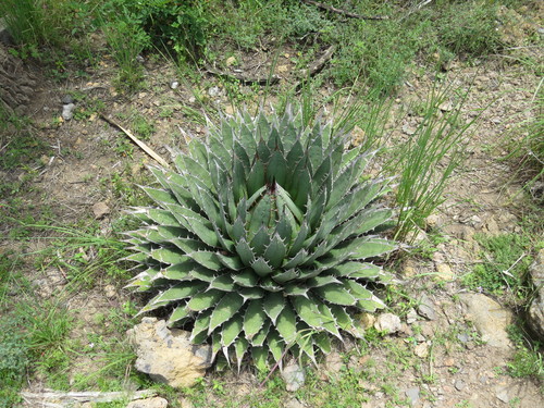 Agave horrida