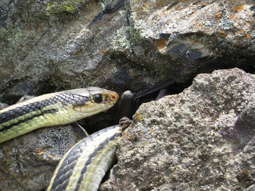 Baird's Patchnose Snake