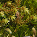 Hedwigia ciliata - Photo (c) Marcin Klisz, todos los derechos reservados, subido por Marcin Klisz