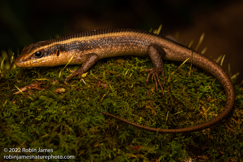African Striped Skink