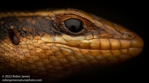 African Striped Skink