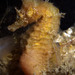 Observation photo