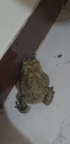 Asian Common Toad