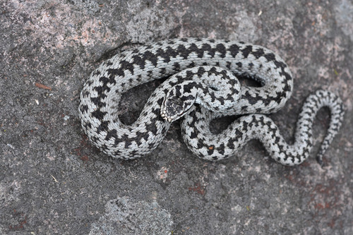 Adder