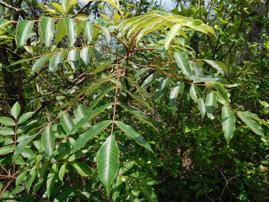 Cây sơn ta (Toxicodendron vernicifluum)