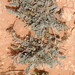 Astragalus incanus nummularioides - Photo (c) djilali_tahri, kaikki oikeudet pidätetään, lähettänyt djilali_tahri