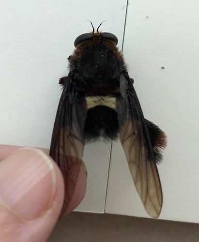 Mallophora cingulata