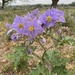 Solanum dimidiatum - Photo (c) Dustin Hammit, όλα τα δικαιώματα διατηρούνται, uploaded by Dustin Hammit