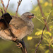 Chaco Chachalaca - Photo (c) Jorge Schlemmer, all rights reserved