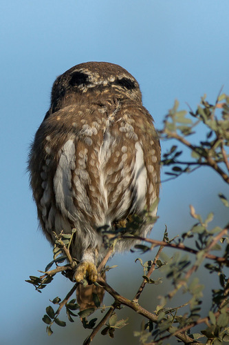 Ferruginous Pygmy-Owl
