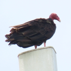 Cathartes aura image