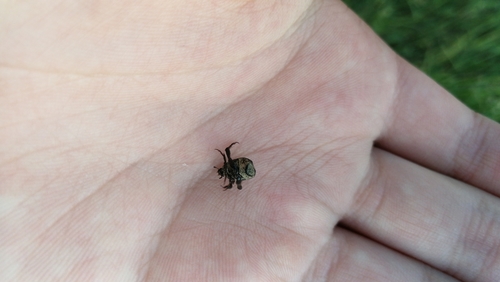 Žolinis Grambuoliukas nuotrauka