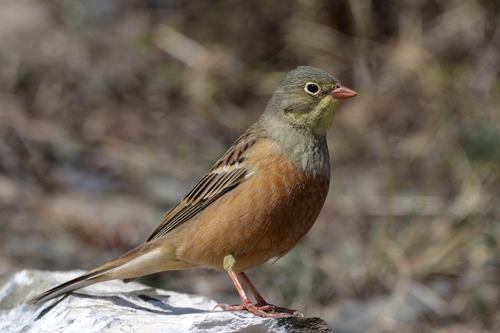 Ortolan Bunting
