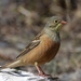 Ortolan Bunting - Photo (c) Денис Жбир, all rights reserved, uploaded by Денис Жбир