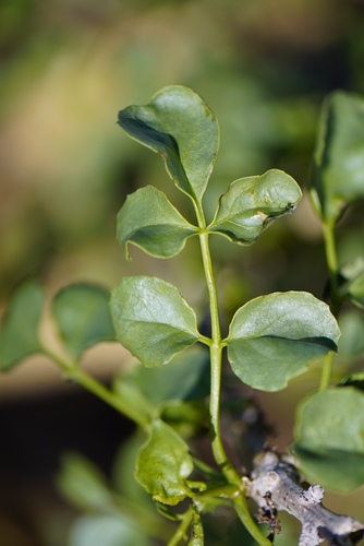 Commiphora saxicola Engl.