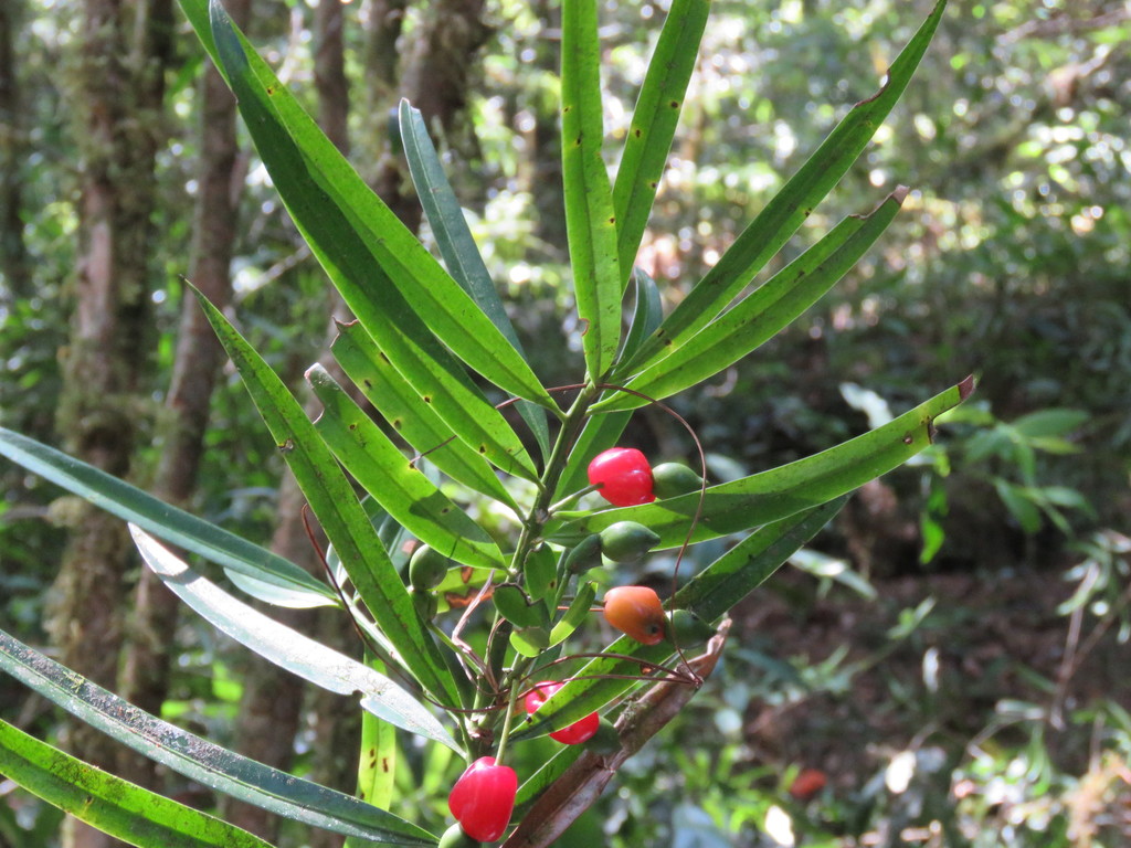 Podocarpus matudae  iNaturalist