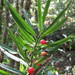 Podocarpus matudae - Photo (c) Victor, όλα τα δικαιώματα διατηρούνται, uploaded by Victor