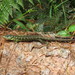 Mount Zempoaltepec Alligator Lizard - Photo (c) Victor, all rights reserved, uploaded by Victor