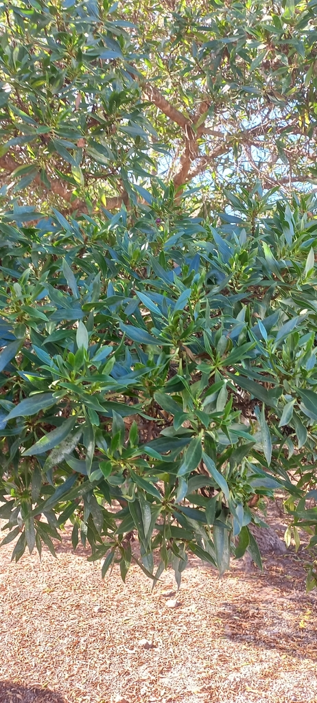 Australian Ngaio from Wilderness, 6560, South Africa on May 1, 2022 at