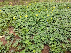 Arachis pintoi image