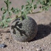 Namib Melon - Photo (c) Laurent Hesemans, all rights reserved, uploaded by Laurent Hesemans