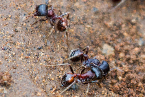 Rough Harvester Ant