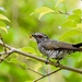 Bronze Cuckoos - Photo (c) kimls, all rights reserved