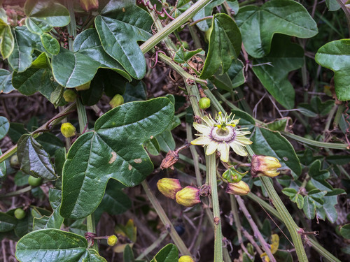 Passiflora lobbii