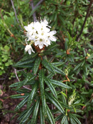 marsh Labrador tea
