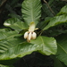 Magnolia henryi - Photo (c) 小铖/Smalltown, todos os direitos reservados, uploaded by 小铖/Smalltown