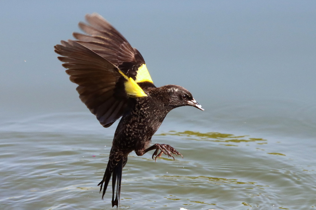 Yellow-winged Blackbird photo