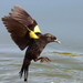 Yellow-winged Blackbird - Photo (c) Michael Weymann, all rights reserved, uploaded by Michael Weymann