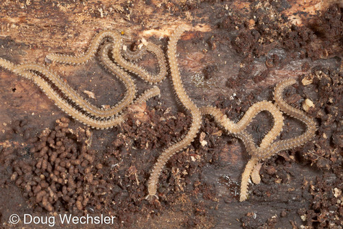 Andrognathus corticarius