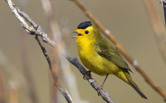 Wilson's Warbler - Photo (c) isaacsanchez, all rights reserved