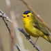 Wilson's Warbler - Photo (c) isaacsanchez, all rights reserved