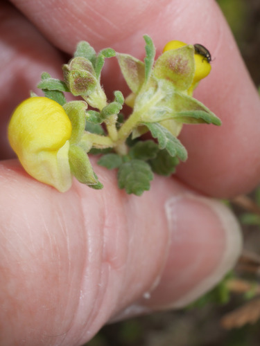 Calceolaria cuneiformis