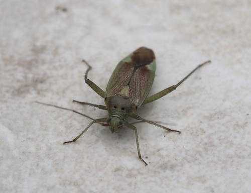 trivial plant bug