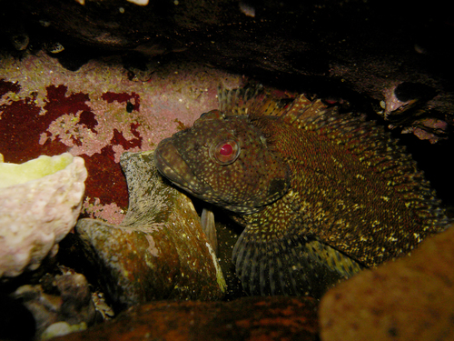 Hairy Blenny