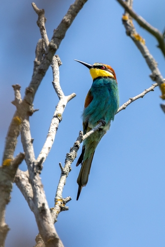 Žuta pčelarica (Merops apiaster)