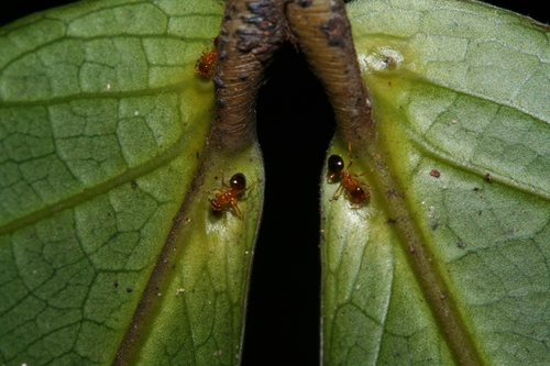 Petalomyrmex phylax